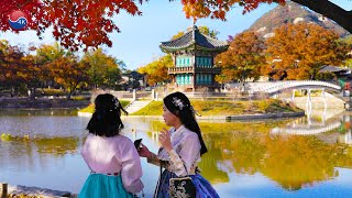 Colorful GYEONGBOKGUNG PALACE Autumn Leaves 2022. Seoul Travel Walker.
