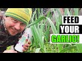 Tips For Fertilizing Garlic - Garden Quickie Episode 138