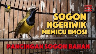 Ngeriwik Gacor Pancingan Sogon Bahan Memicu Emosi Lawan sogon sogonbahan 