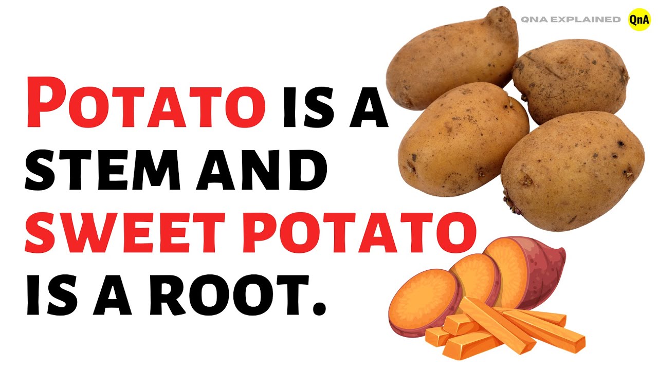 Potato Is A Stem And Sweet Potato Is A Root Justify The Statement Potato Is A Stem And Sweet Potato Is A Root Justify The Statement