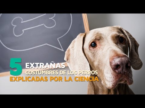 Video: 5 extraños comportamientos de perros explicados