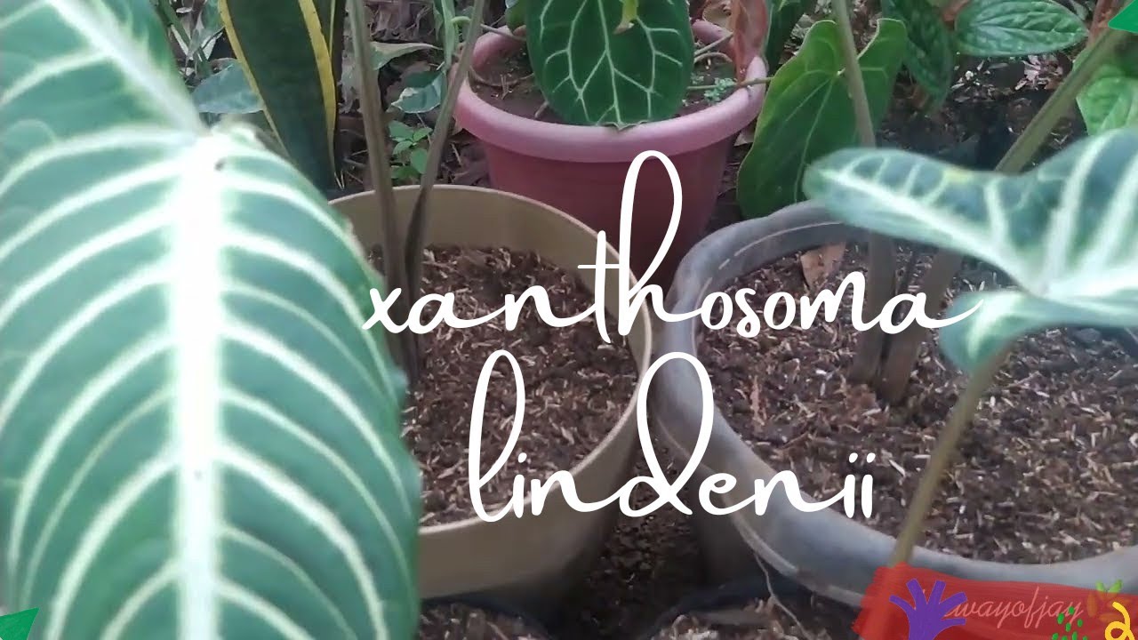 Xanthosoma Lindenii  Propagating caladium lindenii Part 3