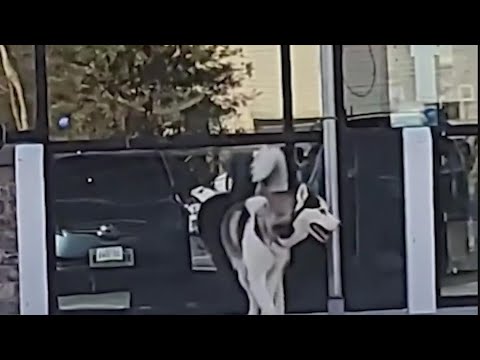 Video: Hund, der jaget ejerens lastbil efter at være blevet forladt på benzinstation, har et nyt, bedre hjem