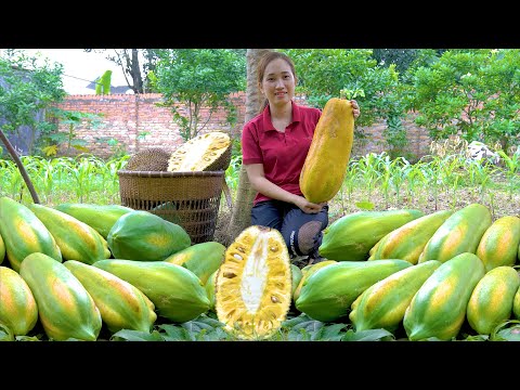 Harvesting Jackfruit & Mutant Papaya Garden Goes to the market sell - Cooking | Lý Thị Hoa