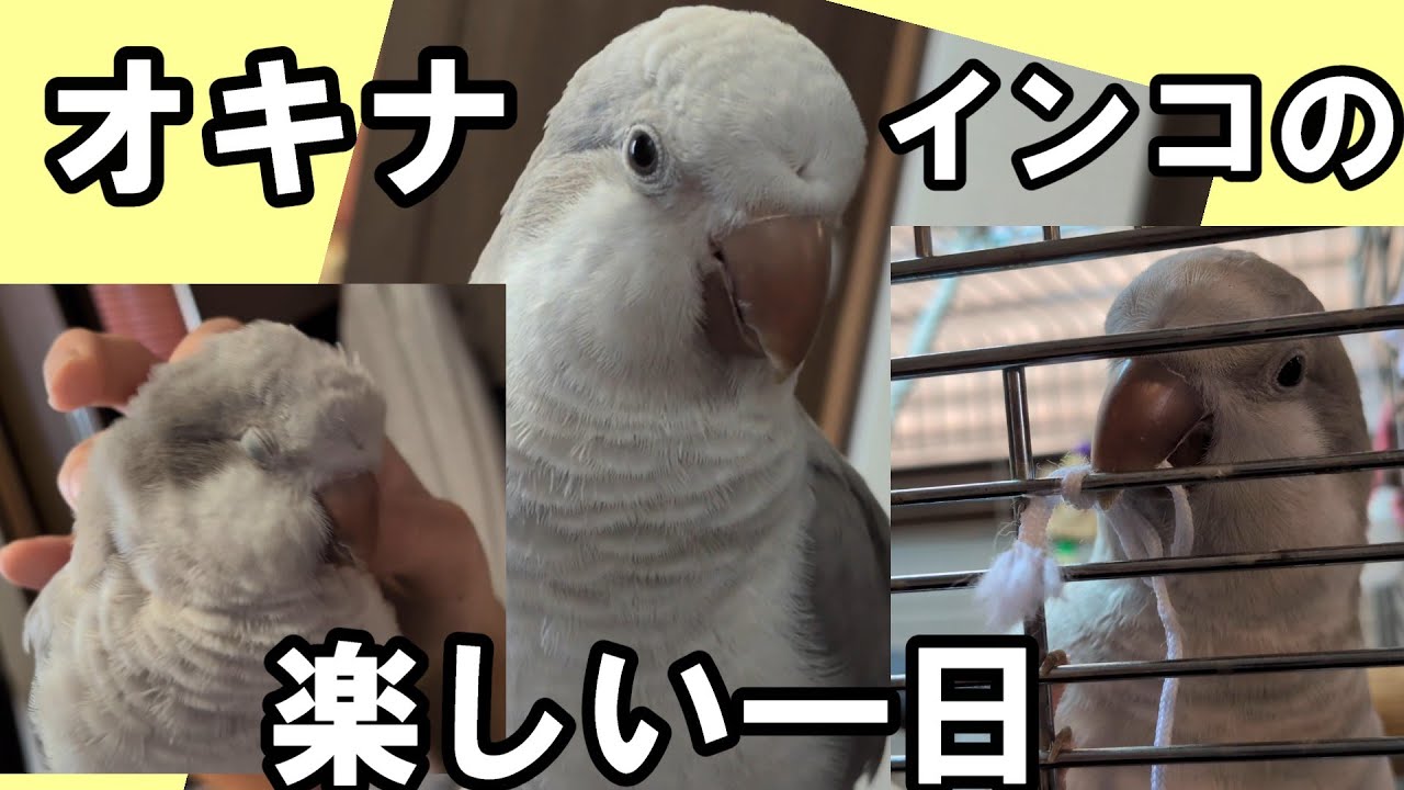 Quaker Parrot's Daily Playtime (#426) Cute Parrot Pet - YouTube