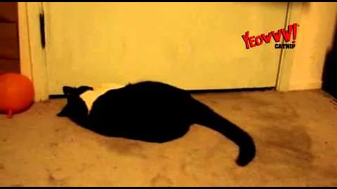 Yeowww! - Effects of Catnip