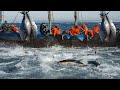 Havest Giant Bluefin tuna, Tuna Fishing Nets - Catch Hundred Tons Tuna Fish On Modern Boats