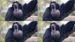 Screaming Gibbon Monkey over 1 million times