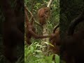 Mack Isn't Intimidated By Chen Chen... Maybe He Should Be | Orangutan Island | Animal Planet