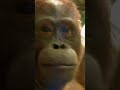 Mack Isn't Intimidated By Chen Chen... Maybe He Should Be | Orangutan Island | Animal Planet