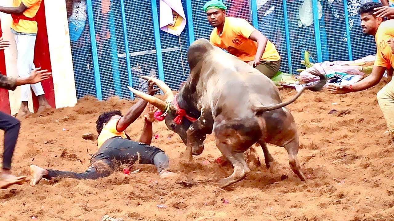 2026 தச்சங்குறிச்சி ஜல்லிக்கட்டு Hilights, சிறப்பாக விளையாடிய காளைகள், Thatchangurichi Jallikkattu