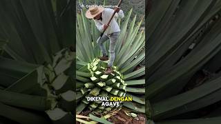Beginilah Proses Panen Agave, Tanaman Sumber Tequila Dari Meko