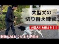 【大型犬】意識の切り替え練習~小型犬にも使える!~