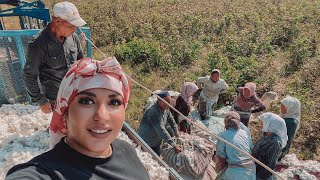 Uzbekistan! Real COTTON PICKING!Long hours in the FIELD! How much money PAY?! Lunch for 100 people!