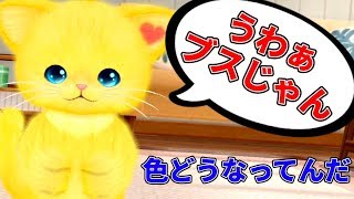 容赦なくブスという言葉を連呼する金色のネコ