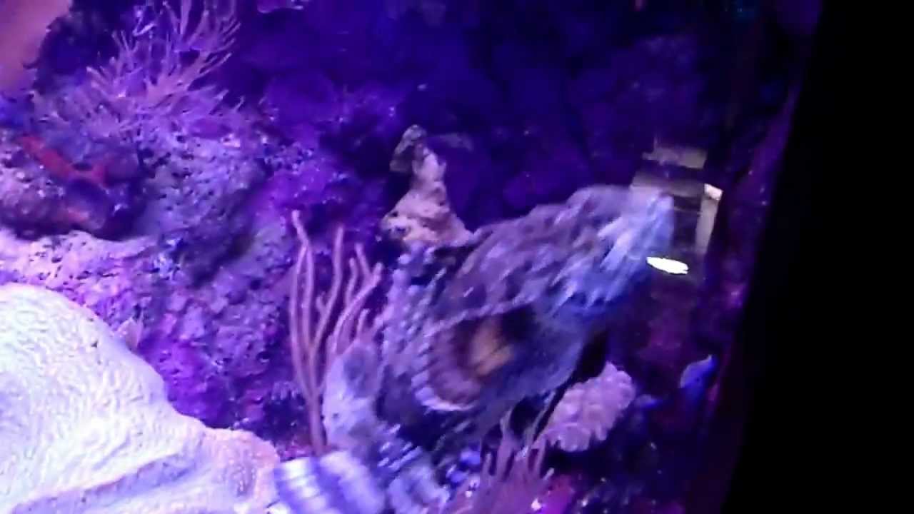 Rock Fish at Xcaret Aquarium.MP4 YouTube