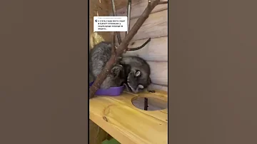 Куда еноты ходят в туалет?