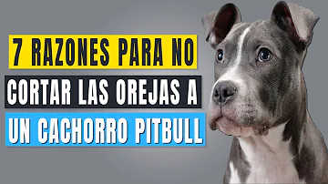 ¿Es doloroso cortar las orejas a los perros?