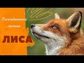 Логопедическая распевка "ЛИСА". 🦊Чистоговорки. Автоматизация звука С. Логопедические песенки