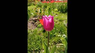 Tulip dance/Танець тюльпанів #tulip #tulips #тюльпани #тюльпан #flowers #flower #plant #dance #квіти
