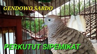 SUARA PERKUTUT GENDOWO SABDO, SI SUARA NYARING & SI PEMIKAT