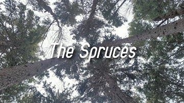 The Spruces | Trees of New Brunswick