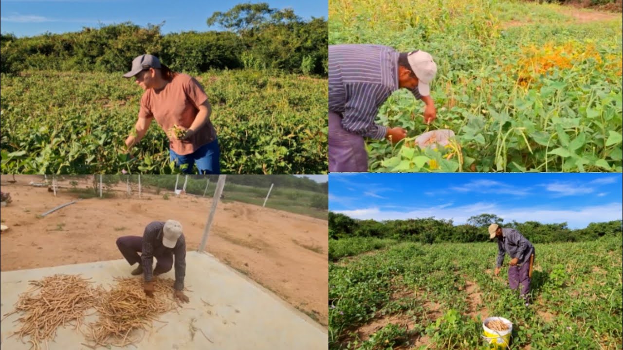 COLHEITA DO FEIJÃO DE CORDA SECO  NOSSA ROÇA ESTA CHEIA DE FARTURA, CHUVA ABENÇOADA NO FIM DA TARDE 