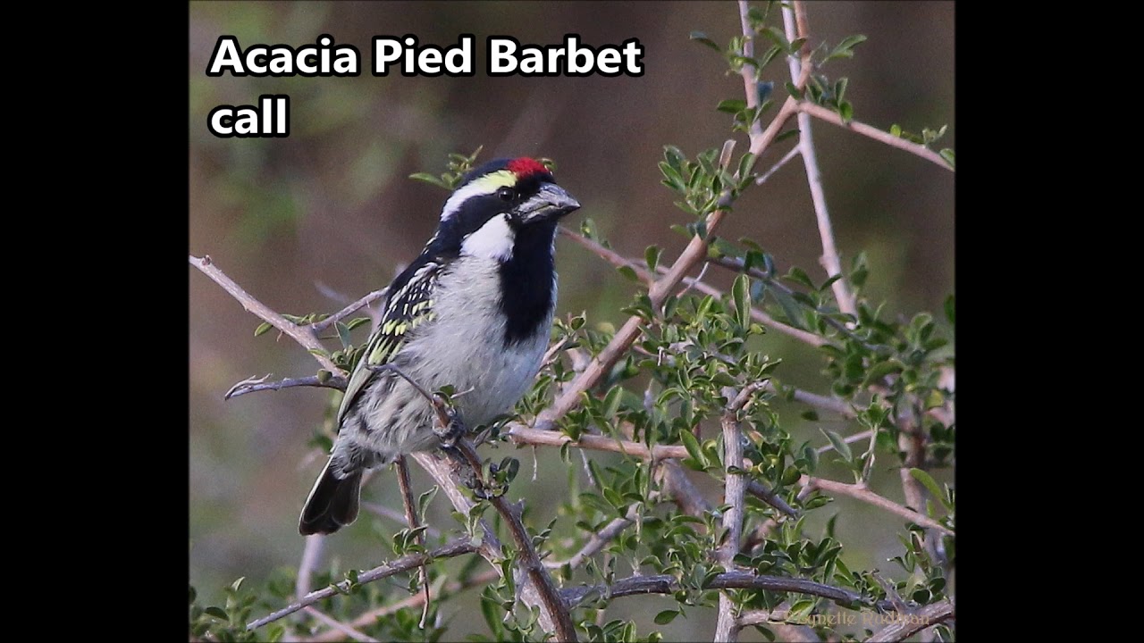 Acacia Pied Barbet call 