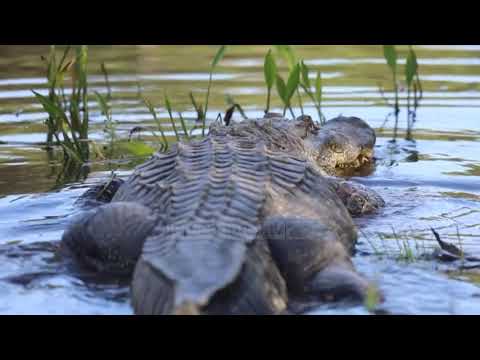 Video: Krokodili Kuban: përshkrimi, shpërndarja, habitati dhe mënyra e jetesës