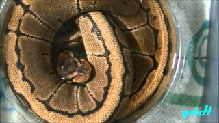 Celebrity gdH Ball Python Morphs update may 2013 Net Worth