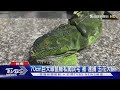 70cm巨大綠鬣蜥「私闖民宅」 被「逮捕」五花大綁|TVBS新聞 @TVBSNEWS02
