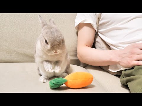 ふかふかニンジン枕を渡されてお昼寝しようかどうか悩むうさぎ