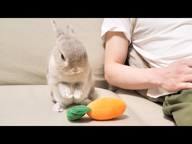 うさぎさん sddefault.jpg