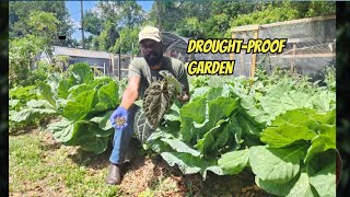 Watering Tips for a Drought-Proof Garden