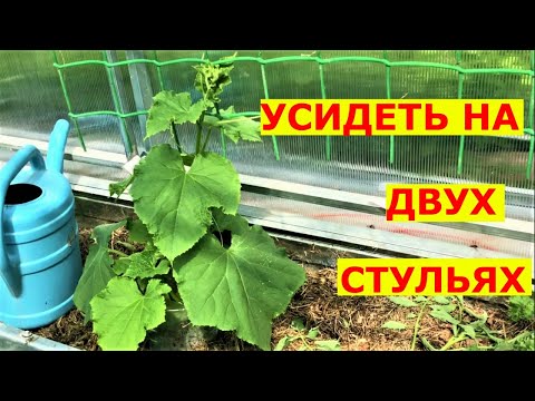 Ранние огурцы до