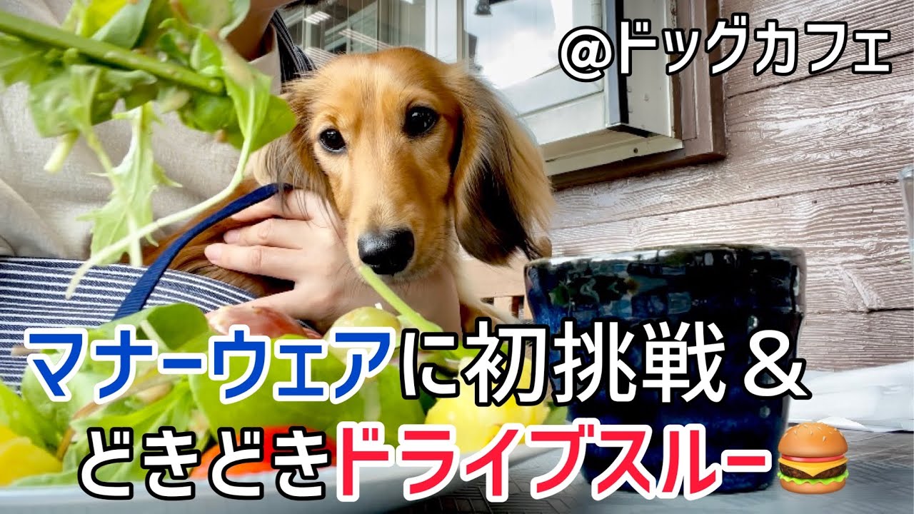 ドッグカフェにて初めてのマナーウェアに挑戦/ 週末はマックのドライブスルー