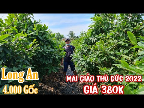 Video Mai tết 2022 giảo thủ đức tàng thông giá 380K ở Long... - youtube