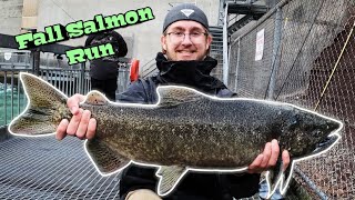 Catching Early Fall KING SALMON | Fishing The NIAGARA RIVER