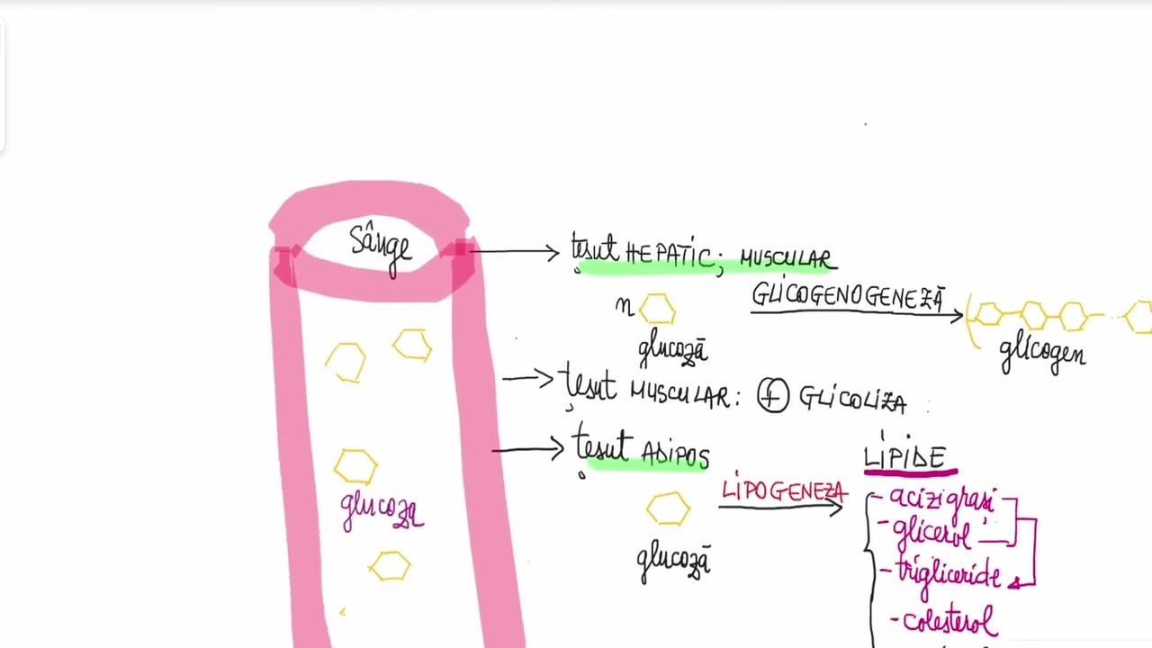 Barrons 13.5 Pancreasul endocrin
