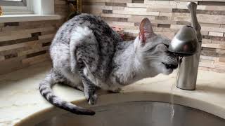 Faucet time - Egyptian Mau with her own personal waterfall by MyEgyptianMau 306 views 3 years ago 47 seconds