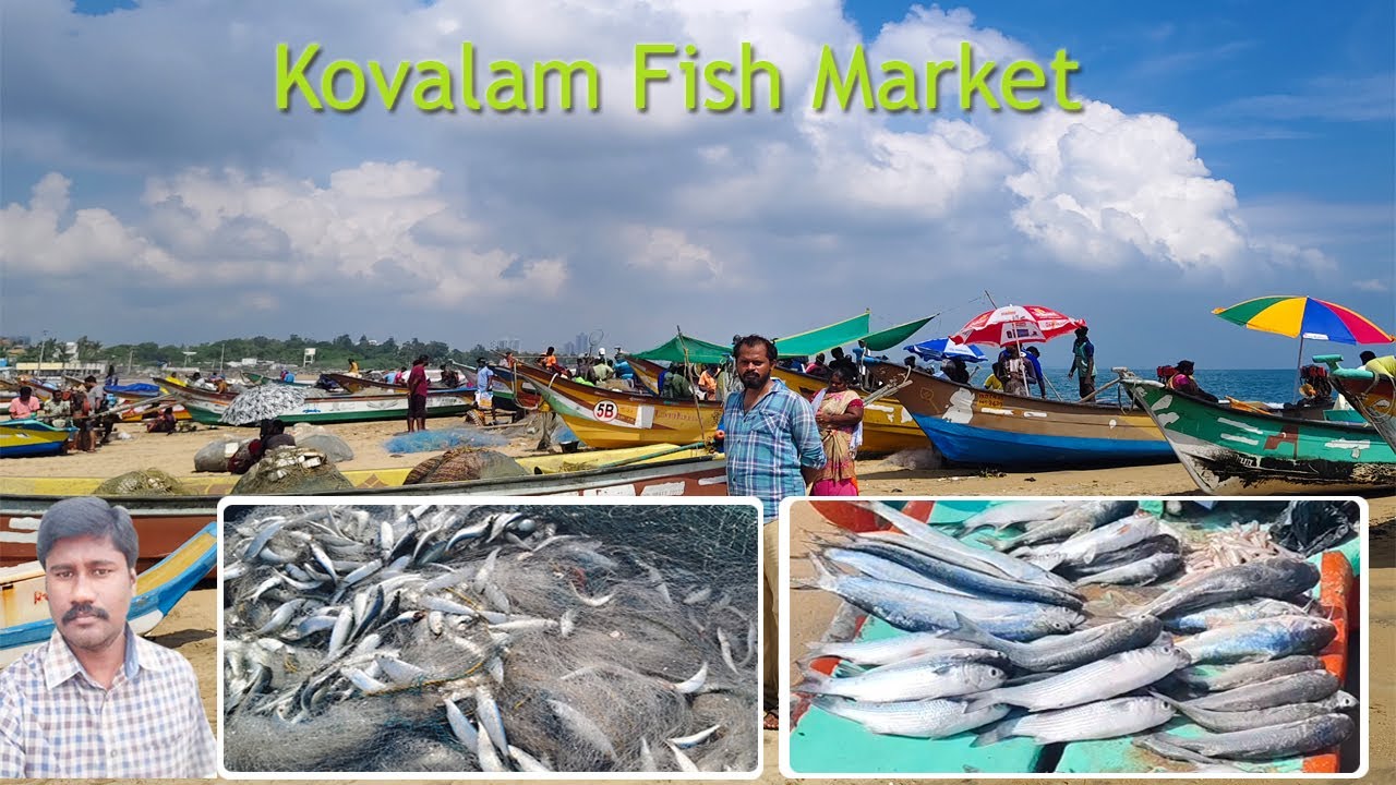 Kovalam Fish Market | Kovalam Beach |Tamilan Bala - YouTube