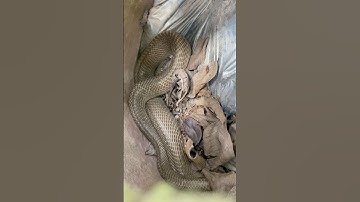 Bắt nhầm tổ hổ mang chúa #snake #cobra #animals #birds