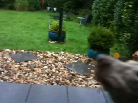 Gib laut ! beibringen oder Bell ! Wie bringe ich dem Hund bellen bei ? Video mit Hund Weimaraner - YouTube