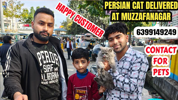 Watch the video about 😍IMPORT PERSIAN CAT DELIVERED AT MUZZAFANAGAR UP &bull; CUSTOMER REVIEW ❤️#cat #vlog #youtube #video