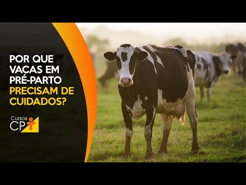 Não oferecer os cuidados necessários às vacas em pré-parto é sinal de prejuízo! 