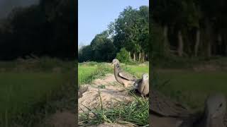 Download Lagu Terkuku Pikat,Sound of dove bird MP3