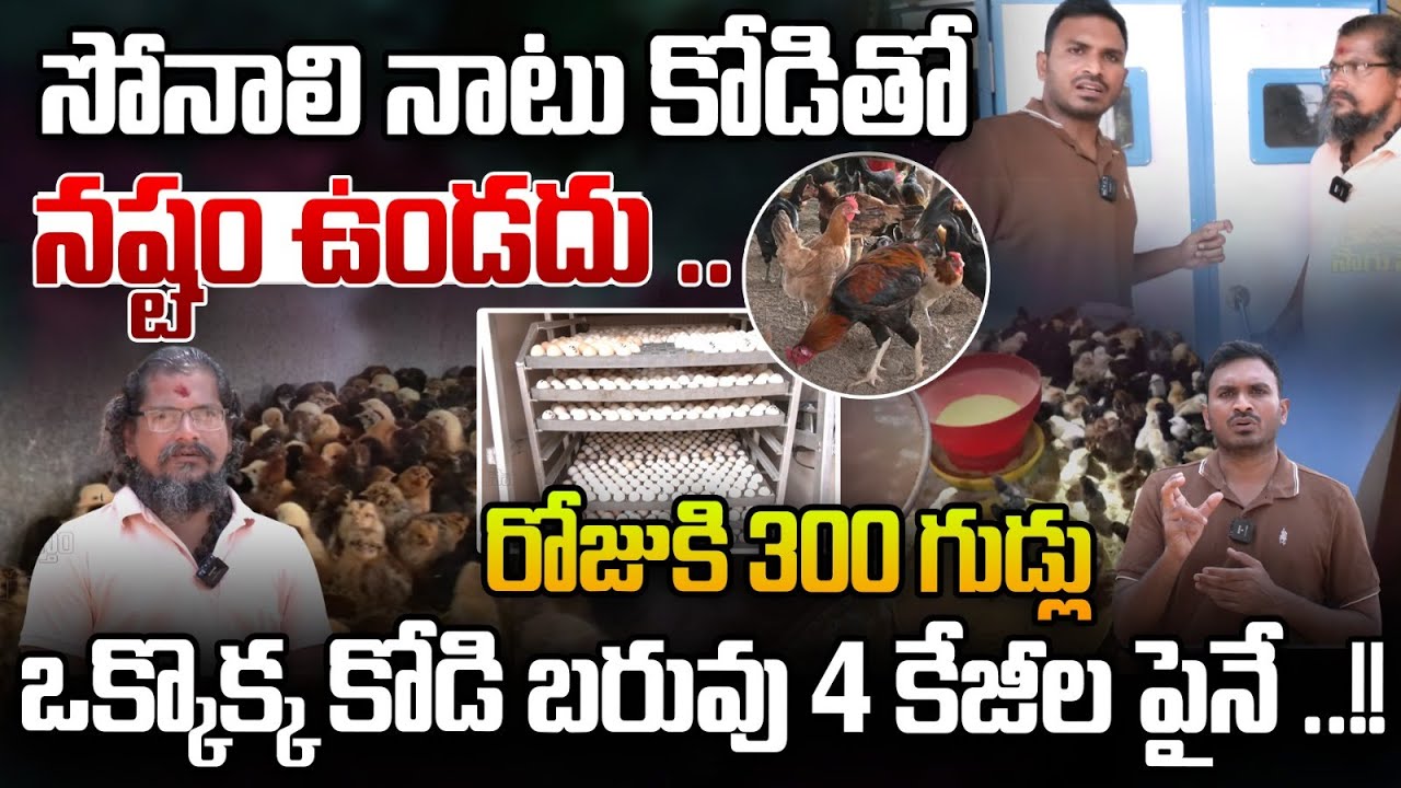 సోనాలి నాటు కోడితో | Each Chicken Weighs Over 4 kg | Pjsm Organic Farms | Chikens| Rythanna Nestam