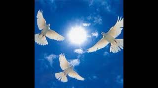 Сон: восхищение- белые голуби