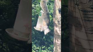 #squirrel #wildlife #animals #nature #birds #music #beatles #seftonpark #liverpool 🌹🌹