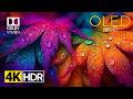 Deep Black &amp; Vivid Colors – OLED Demo in 4K Dolby Vision HDR